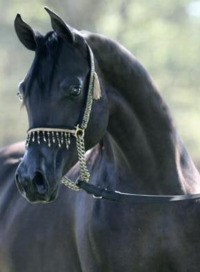 Black Arabian colt by Trevallon