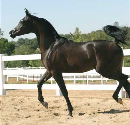 Black Arabian colt by pfc Trevallon