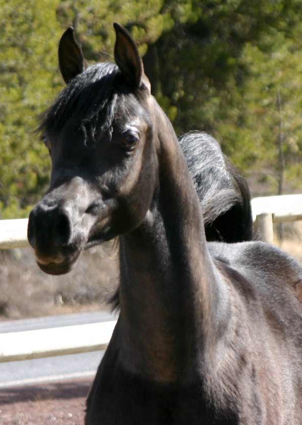 Black Arabian colt by pfc Trevallon