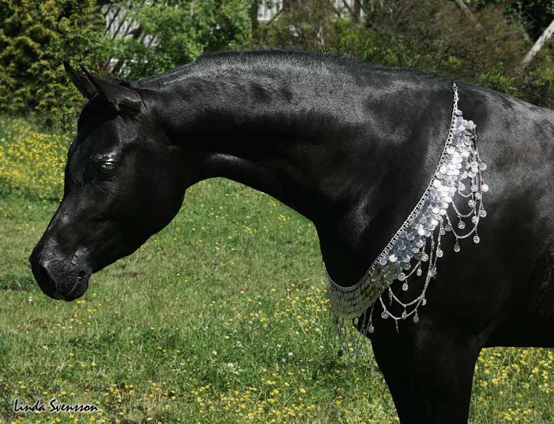Black Arabian colt by pfc Trevallon