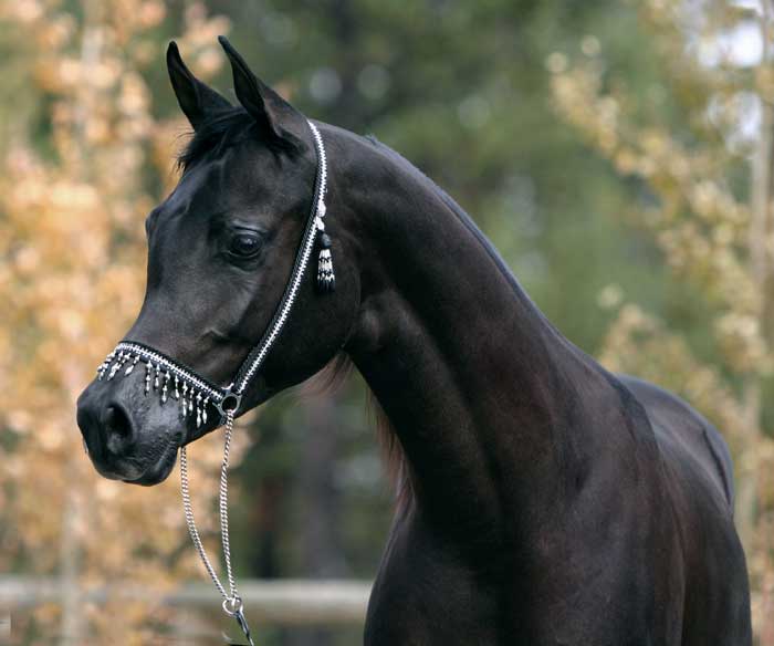 Black Arabian colt by pfc Trevallon