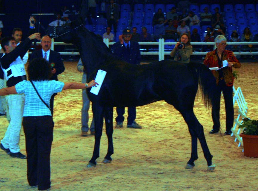 Black Arabian stallion Tristin BP