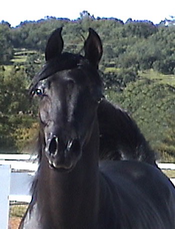 Black Arabian colt by pfc Trevallon by Magnum Psyche