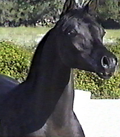 Black Arabian colt by pfc Trevallon by Magnum Psyche