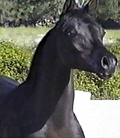 Black Arabian colt by pfc Trevallon by Magnum Psyche