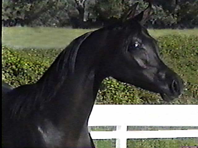 Black Arabian colt by pfc Trevallon by Magnum Psyche