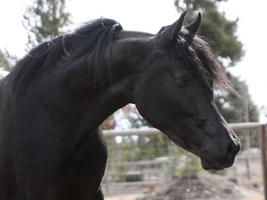 Homozygous Black Arabian stallion by Trevallon