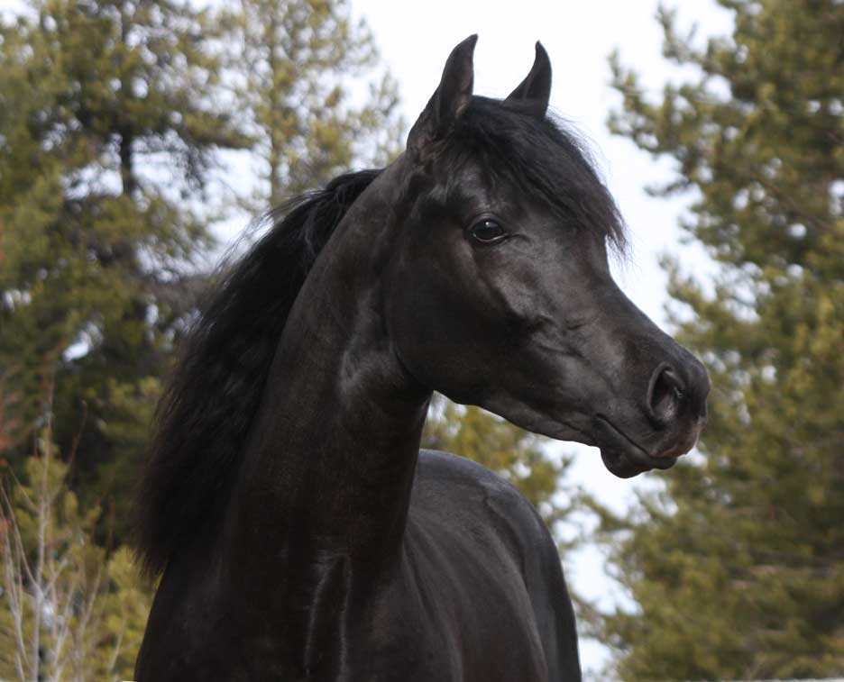 Homozygous Black Arabian stallion by Trevallon