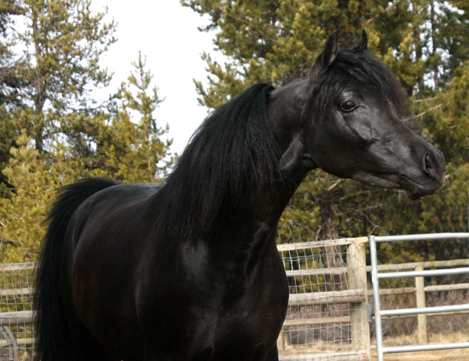 Homozygous Black Arabian stallion by Trevallon