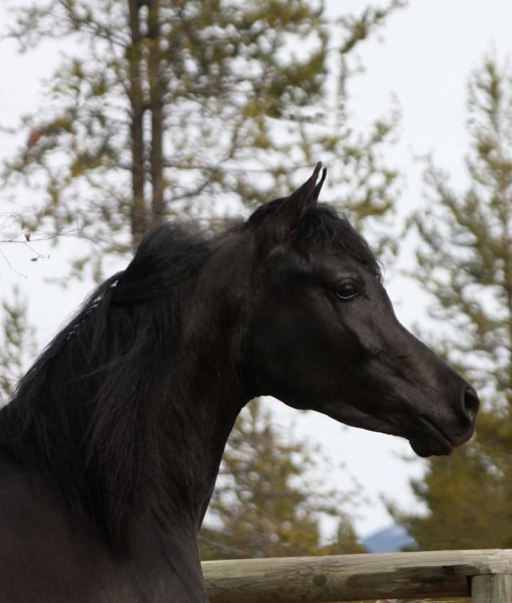 Homozygous Black Arabian stallion by Trevallon