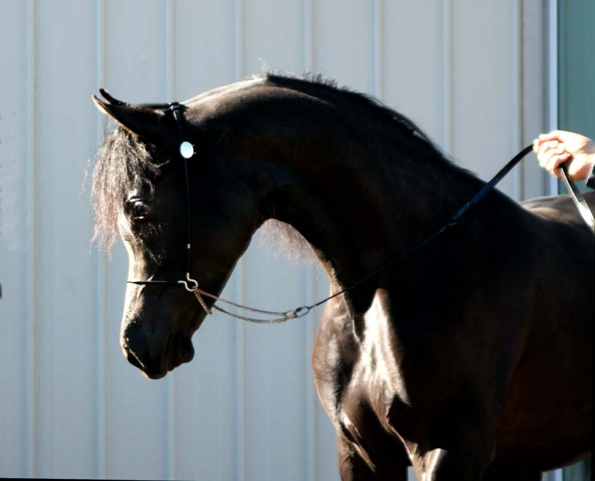 homozygous black colt by pfc Trevallon