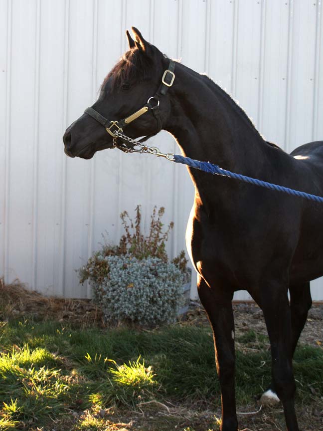 Homozygous black Arabian stallion