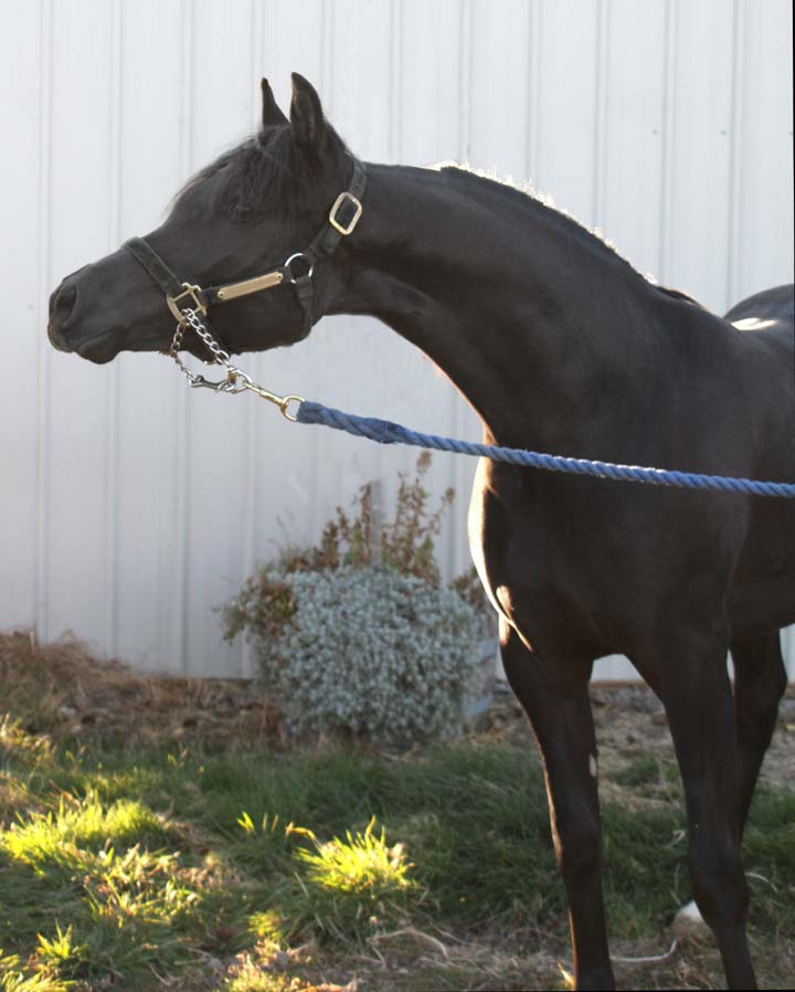 Homozygous black Arabian Stallion by pfc Trevallon