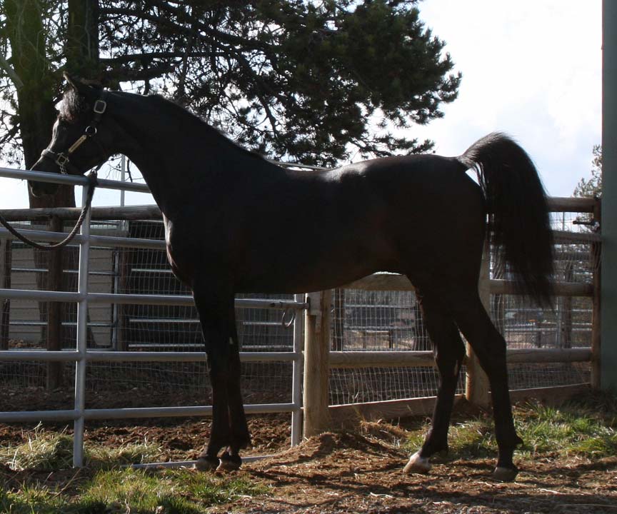 Homozygous black Arabian Stallion
