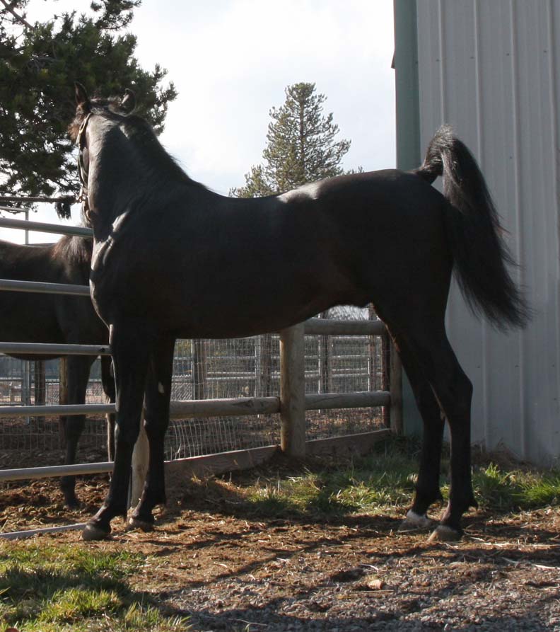 Homozygous black Arabian Stallion