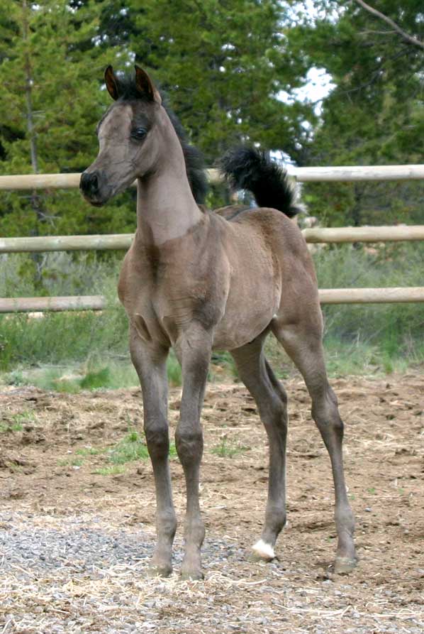 Black colt by pfc Trevallon