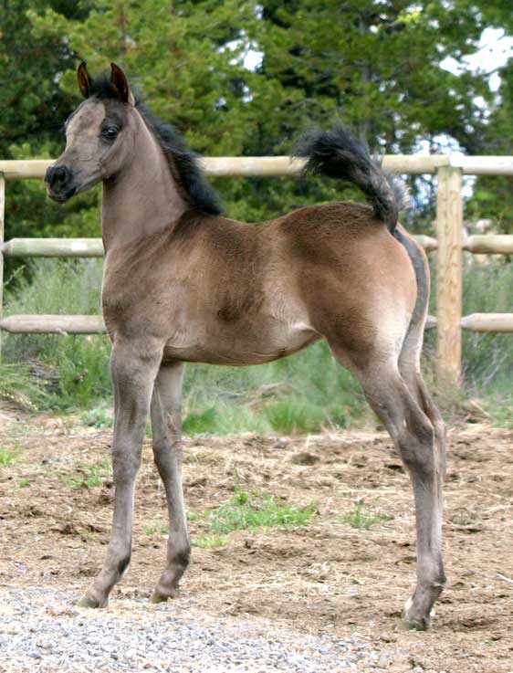 Black colt by pfc Trevallon