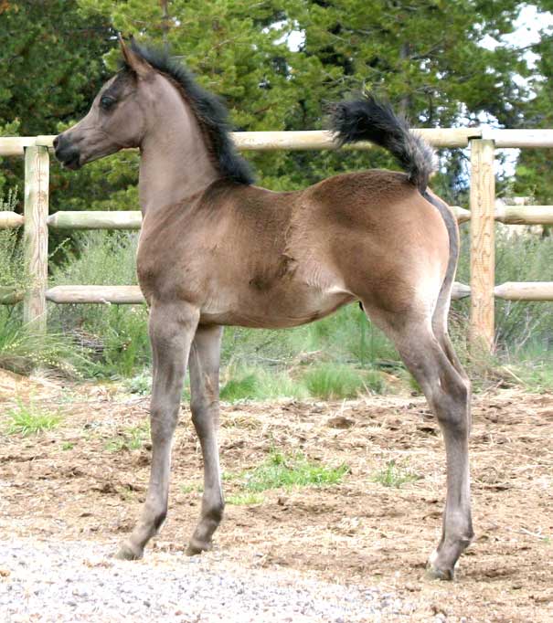 Black colt by pfc Trevallon