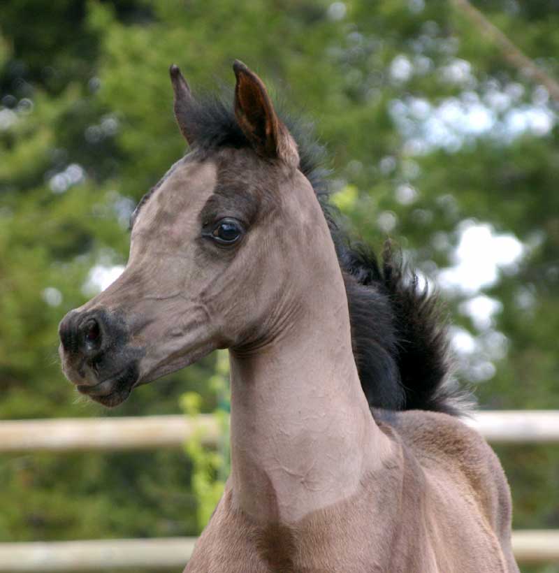 Black colt by pfc Trevallon