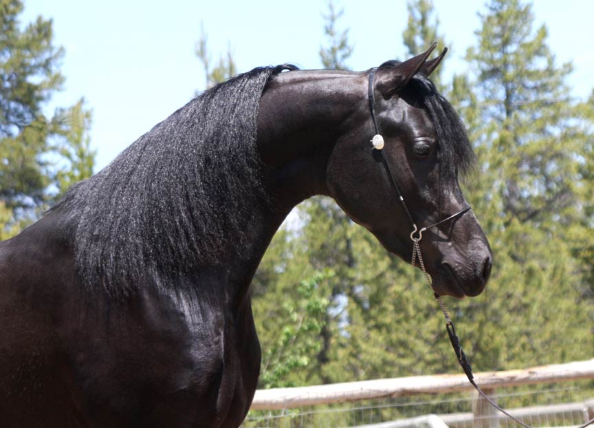 Homozygous Black Arabian stallion by pfc Trevallon