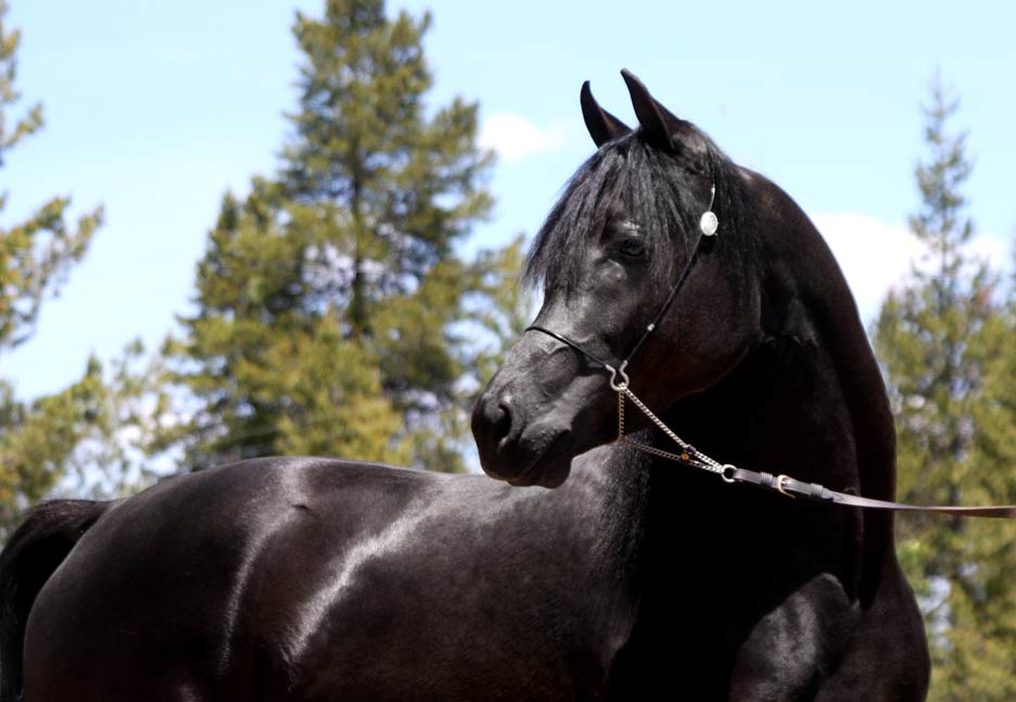 Homozygos black stallion by pfc Trevallon
