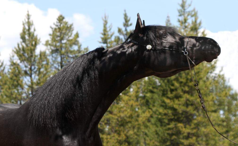 Homozygous Black Arabian stallion by pfc Trevallon