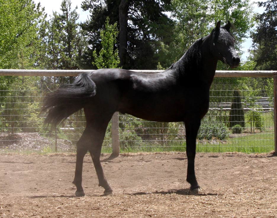 Homozygous Black Arabian stallion by pfc Trevallon