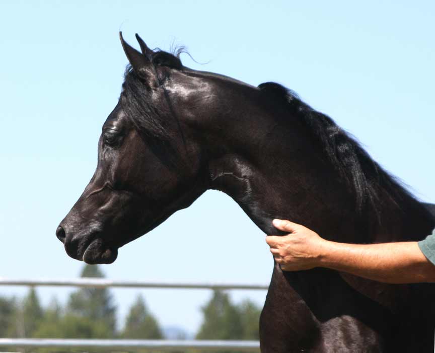 Black Arabian colt by pfc Trevallon