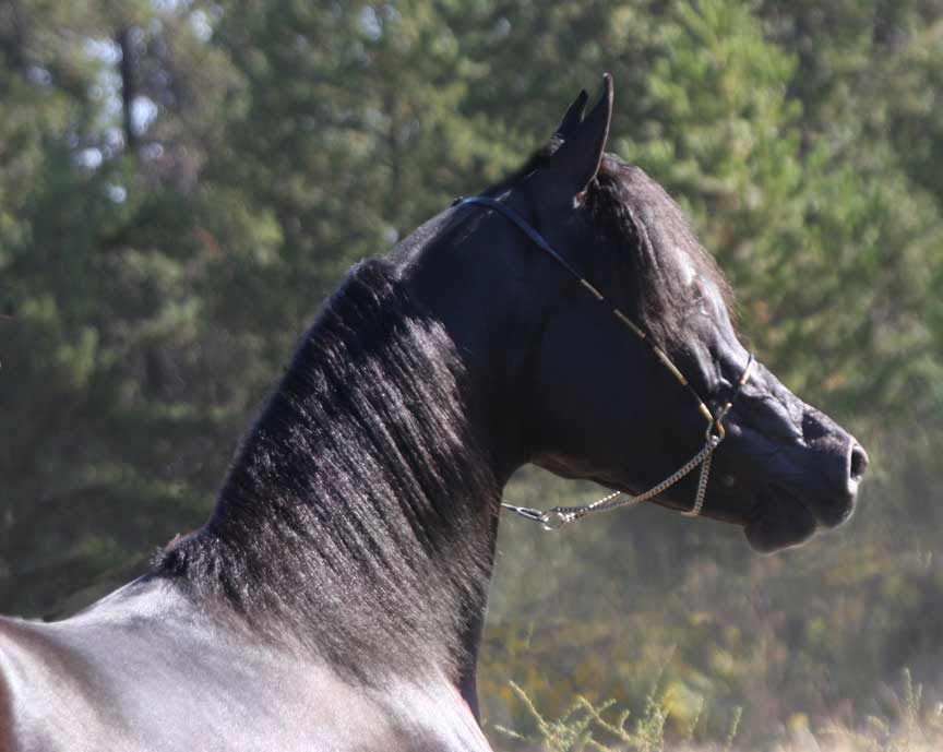 Black Arabian colt by pfc Trevallon