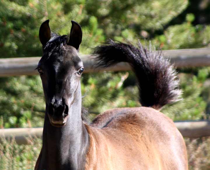 Black Arabian colt by pfc Trevallon