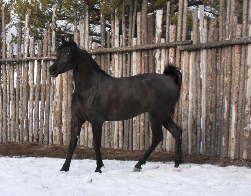 Homozygous black Arabian stallion by pfc Trevallon