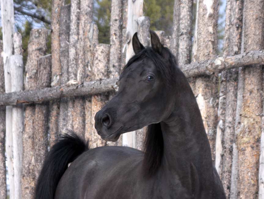 Homozygous black Arabian stallion by pfc Trevallon