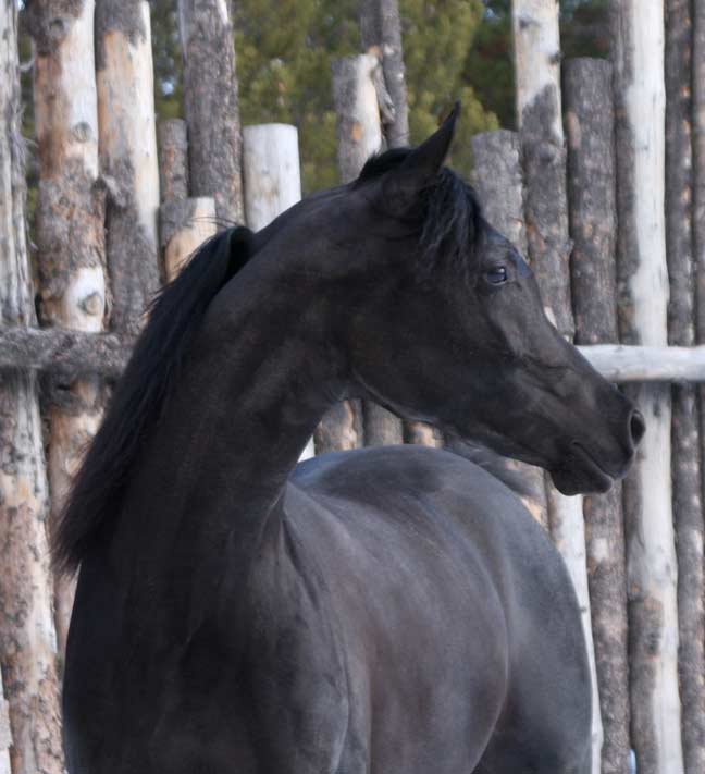 Homozygous black Arabian stallion by pfc Trevallon