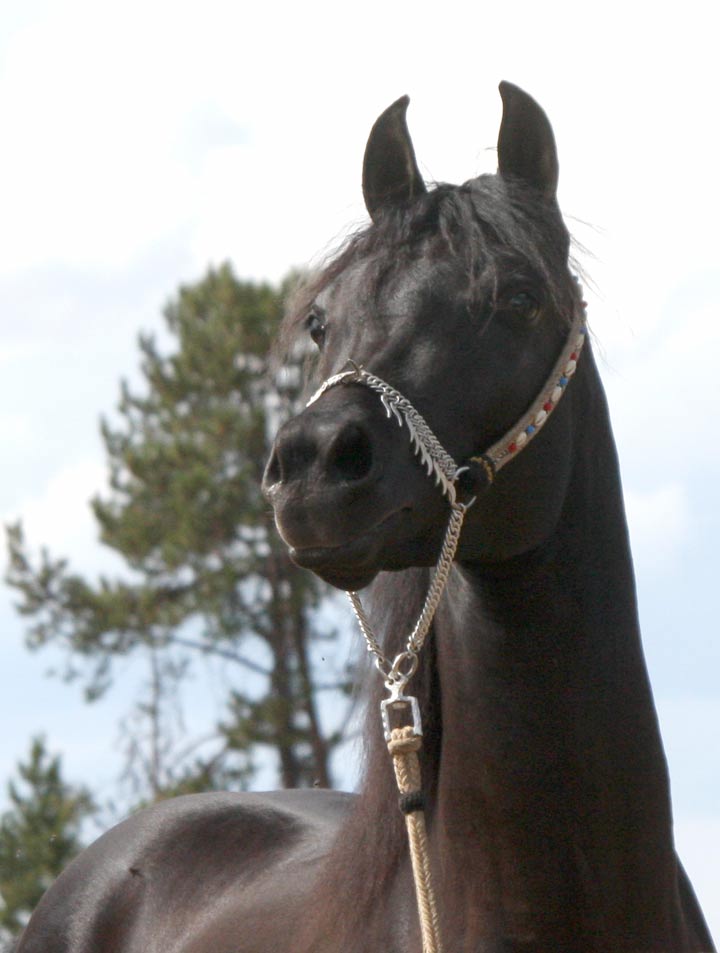 Homozygous Black Arabian Stallion at stud