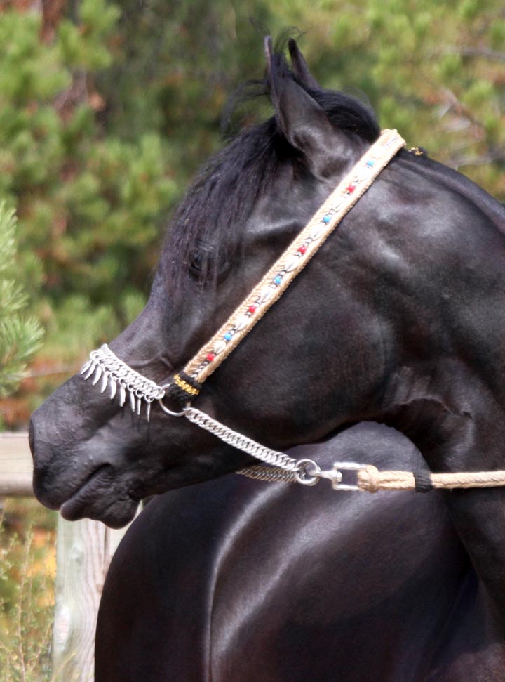 Homozygous Black Arabian Stallion at stud