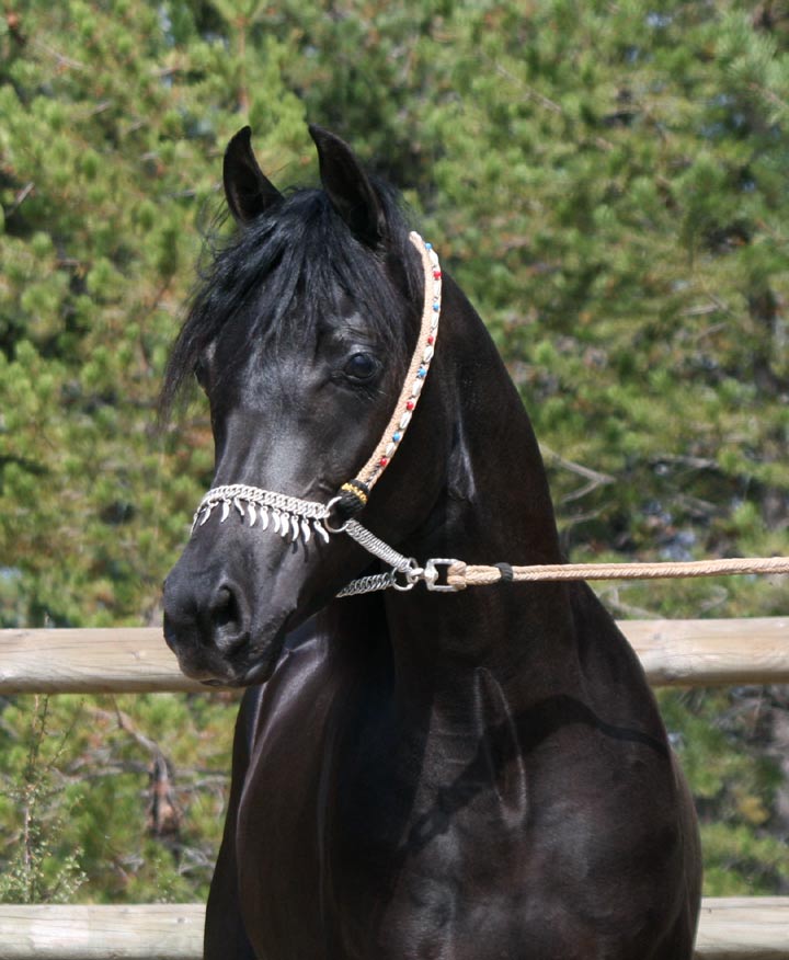 Homozygous Black Arabian Stallion at stud