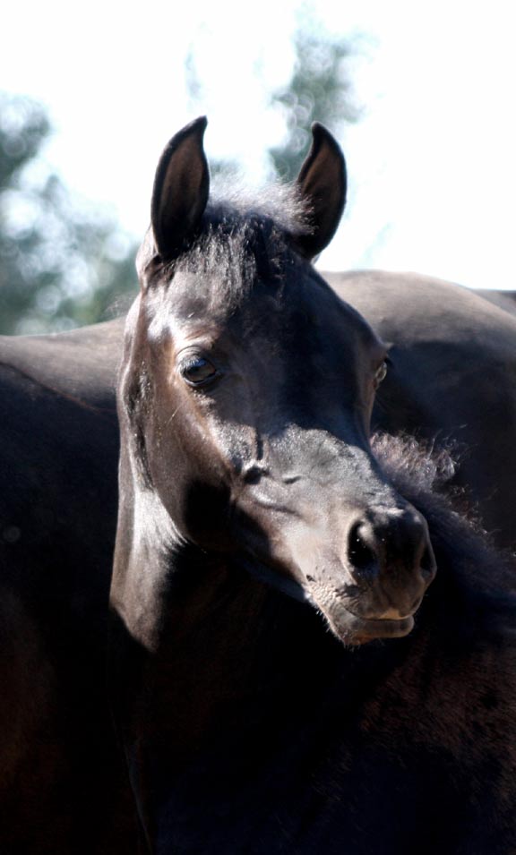 Black colt by pfc Trevallon