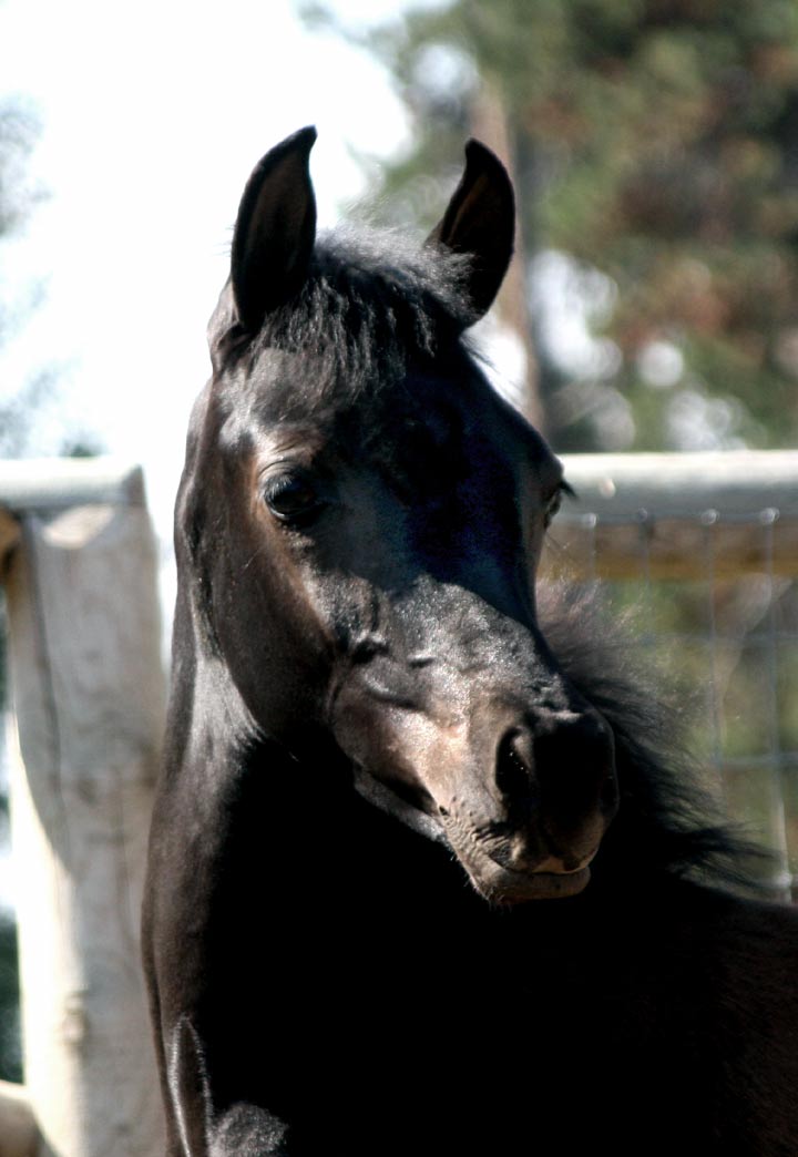 Black colt by pfc Trevallon