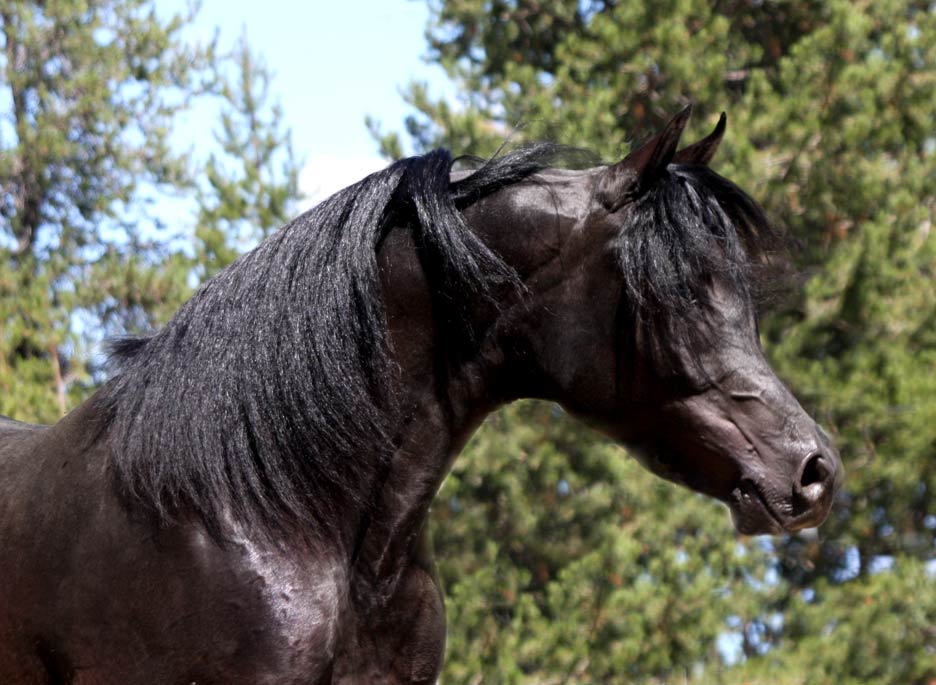 Homozygous Black Arabian stallion by pfc Trevallon