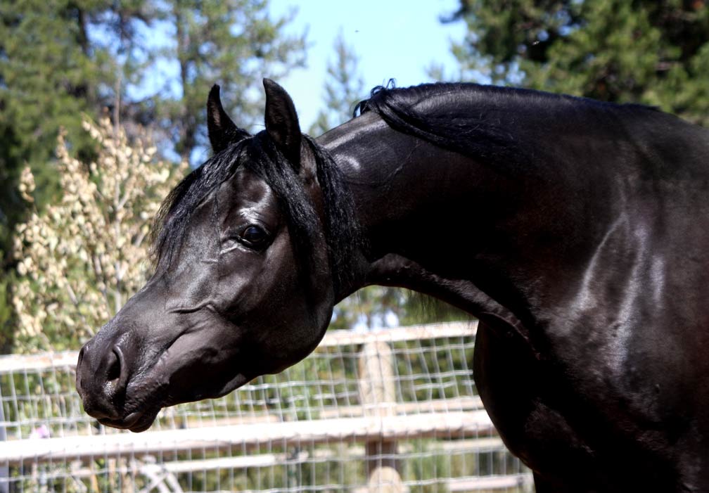 Homozygous black Arabian stallion by pfc Trevallon