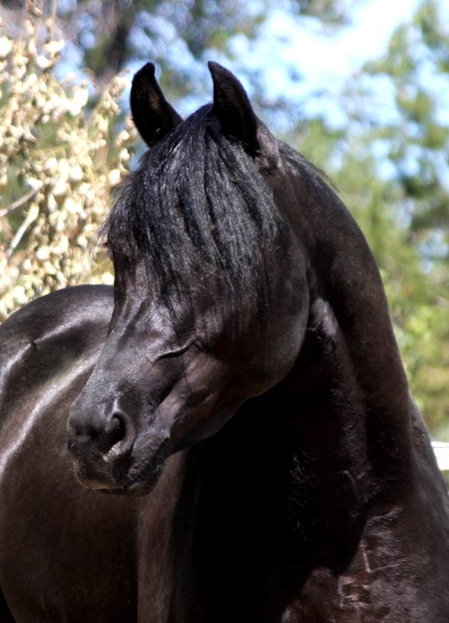 Homozygous black Arabian stallion by pfc Trevallon