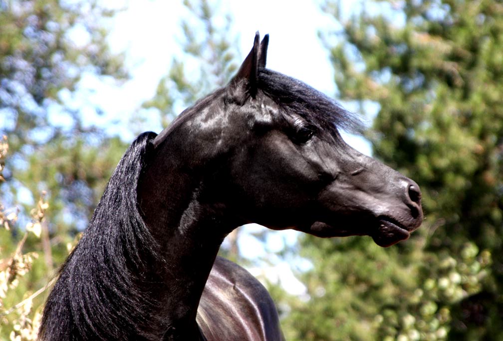Homozygous black Arabian stallion by pfc Trevallon