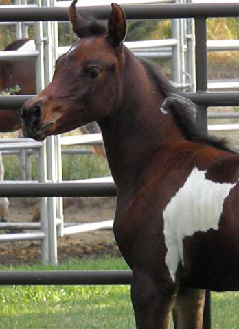 A pinto filly by Triton BP