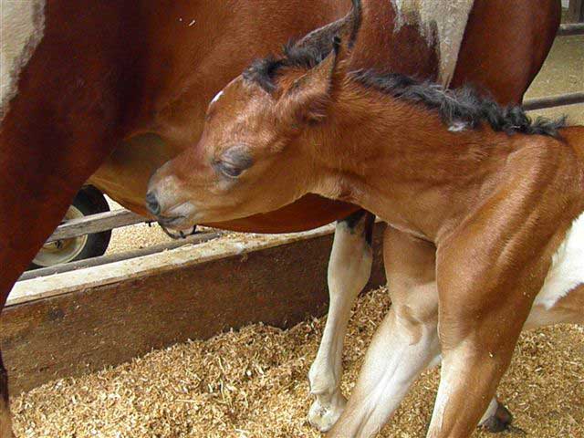 Pinto filly by Triton BP