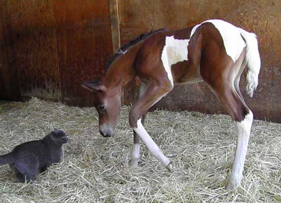 Pinto filly by Triton BP