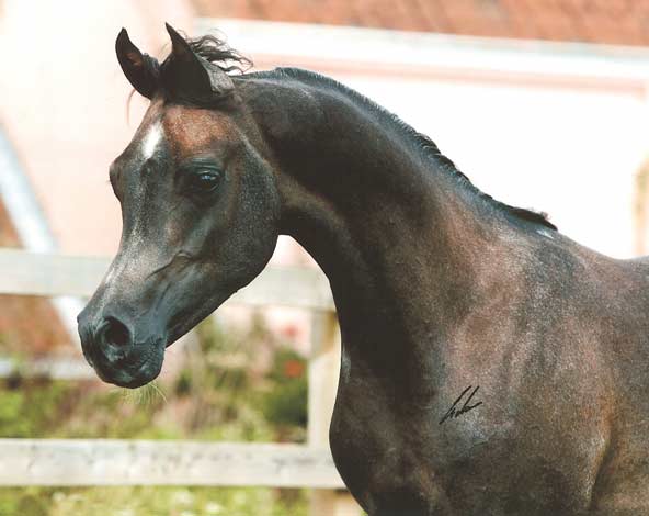 Grey colt by Versace