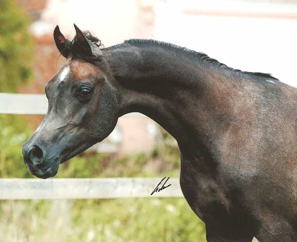 colt out of Bint Sacirina by Versace