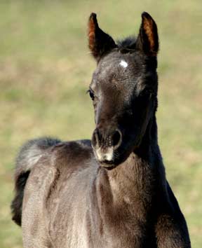 Black filly by pfc Trevallon