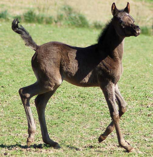 Black filly by pfc Trevallon