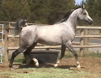 Grey mare by Versace